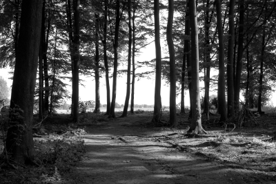 Forest 2, par Xavier E. G. Dierick